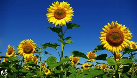 feeding-chickens-sunflower-seeds-as-a-dietary-supplement image