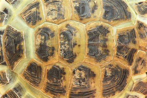 turtle-and-tortoise-shells-the-spruce-pets image