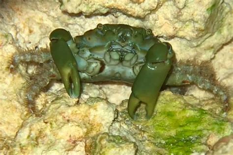 emerald-crab-detailed-guide-care-diet-and-breeding image