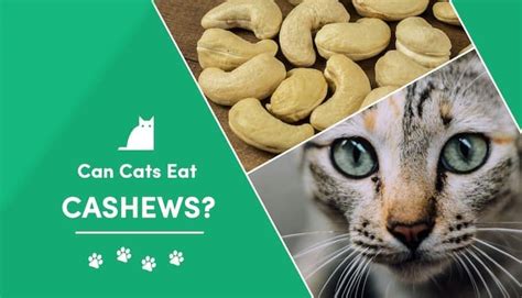 can-cats-eat-cashews-what-you-need-to-know image