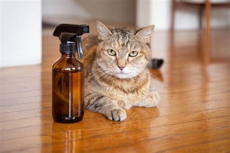 how-to-get-rid-of-fleas-naturally-in-6-easy-steps-the image