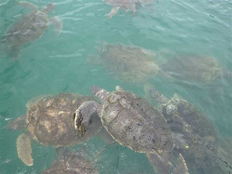 the-island-where-sea-turtles-are-still-a-delicacy-saveur image