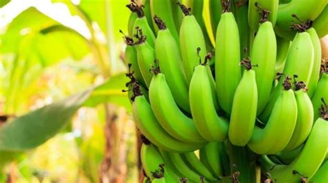 11-best-raw-banana-recipes-ndtv-food image