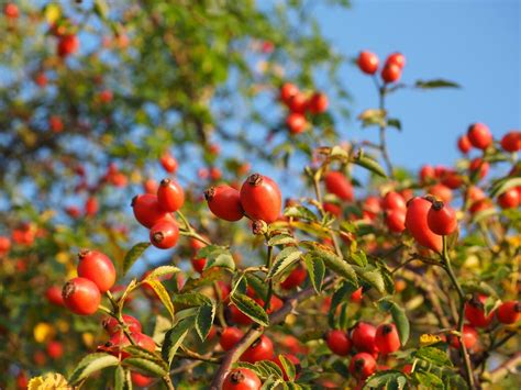 how-to-harvest-and-use-rose-hips-the-spruce image
