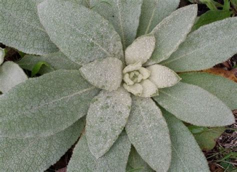 make-your-own-lung-healing-herbal-tea-with-mullein image