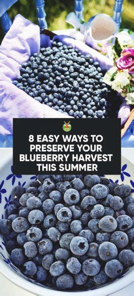 8-easy-ways-to-preserve-your-blueberry-harvest-and image
