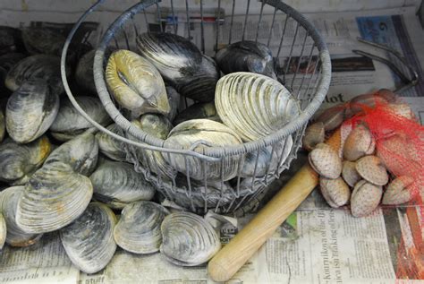 grilled-cherrystone-clams-edible-cape-cod image