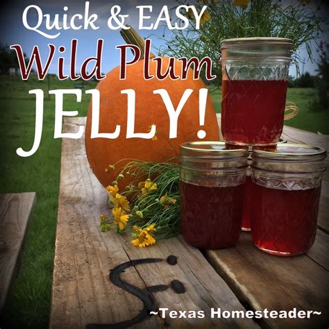 wild-plum-jelly-recipe-no-pectin-needed-texas image