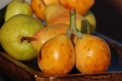 loquat-what-it-tastes-like-how-to-eat-it-the-new-tropic image