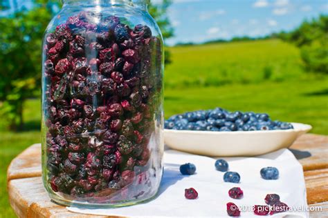 creating-a-blueberry-raisin-dehydrator-preserving image