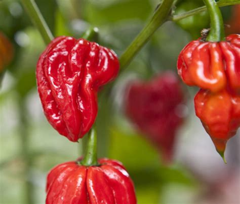 top-10-spiciest-chillies-in-the-world-a-listly-list image