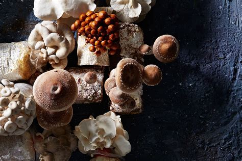 pan-fried-mushrooms-recipe-sbs-food image