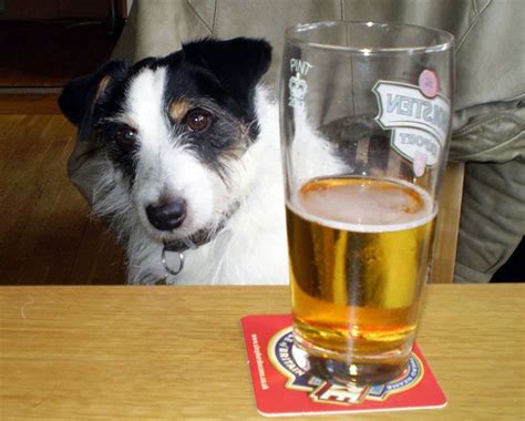 can-dogs-get-drunk-dogs-health image