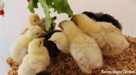 what-do-baby-chicks-eat-raising-happy-chickens image