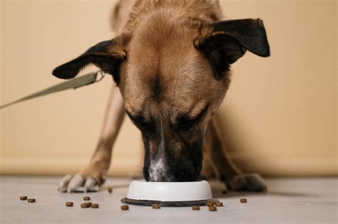 homemade-heart-healthy-canine-low-sodium-diets image