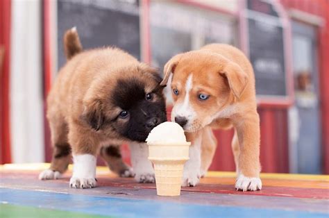 can-you-give-a-puppy-ice-cream-cuteness image