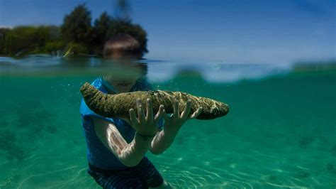 the-benefits-of-eating-sea-cucumber-healthline image