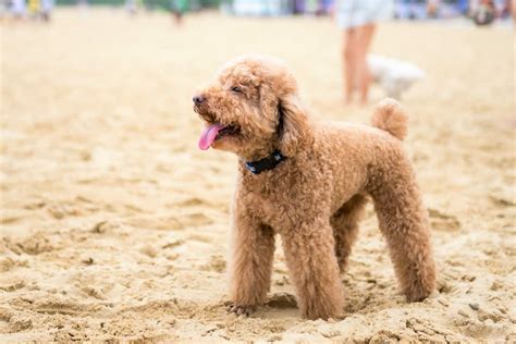 french-poodle-facts-info-are-french-poodles-really image