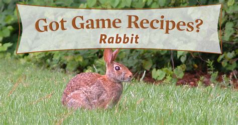 cottontail-in-the-kitchen-4-yummy-rabbit image