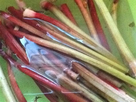 rhubarb-relish-traditional-newfoundland-bonitas image