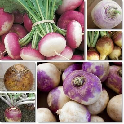 difference-between-turnip-and-rutabaga-natureword image