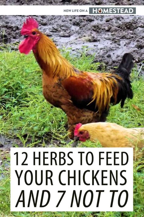 12-herbs-to-feed-your-chickens-and-7-not-to-new image