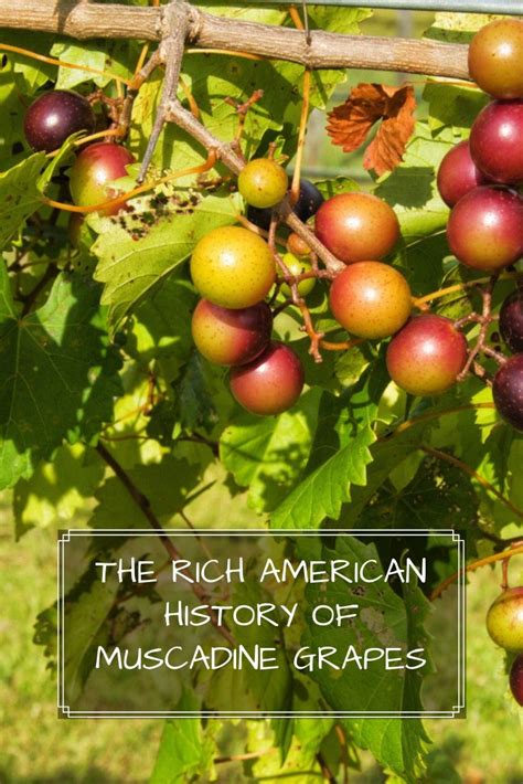 wild-muscadine-grapes-the-rich-american-history-of image