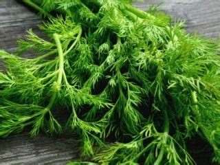 11-health-benefits-of-dill-organic-facts image