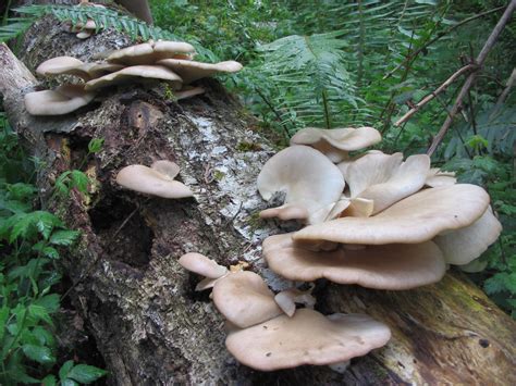 how-to-properly-cook-and-eat-wild-mushrooms-one image