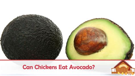 can-chickens-eat-avocados-the-happy-chicken-coop image