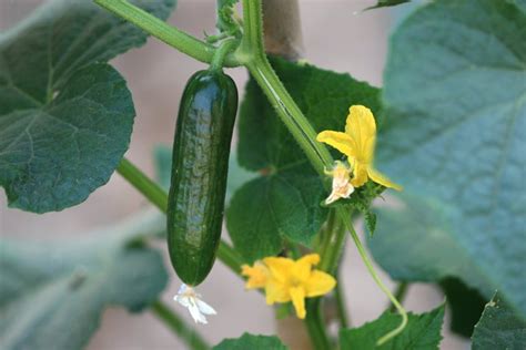 what-is-the-best-fertilizer-for-cucumbers-hunker image