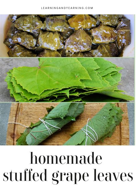 stuffed-grape-leaves-recipe-with-foraged-grape-leaves image