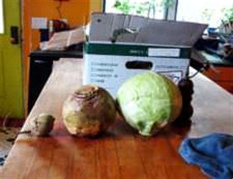 rutabaga-vs-turnip-difference-and-comparison-diffen image