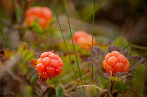 norwegian-cloudberries-life-in-norway image