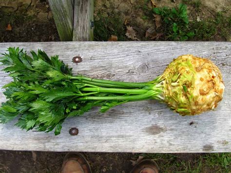 celeriac-celery-root-recipes-2022-family-food-garden image