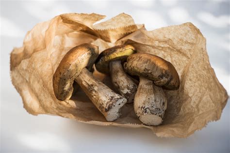 stewed-fresh-porcini-mushrooms-recipe-the-spruce image