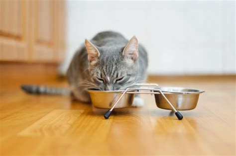 easy-and-quick-chicken-cat-food-recipe-cats-and image