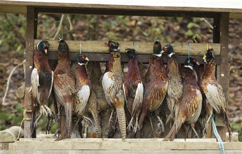 pheasant-normandy-recipe-the-field image
