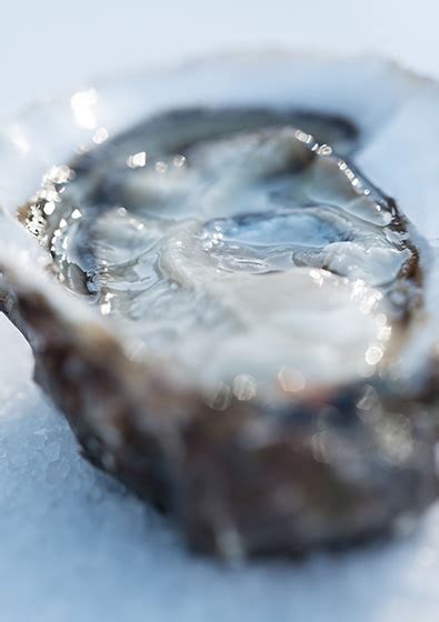 kelly-oysters-best-irish-oysters-shellfish-galway image
