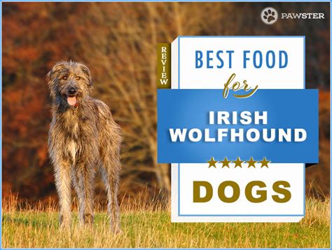 9-best-foods-to-feed-and-adult-and-puppy-irish image
