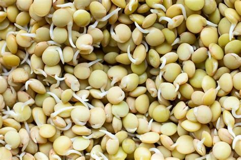 how-to-sprout-lentils-second-spring-foods image