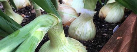 can-chickens-eat-onions-edible-parts-of-an-onion-h2ouse image