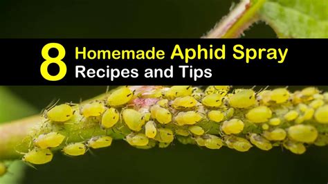 controlling-aphids-8-homemade-aphid-spray image