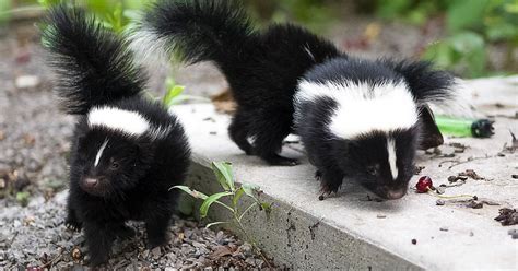 how-to-get-rid-of-skunk-smell-off-people-pets image