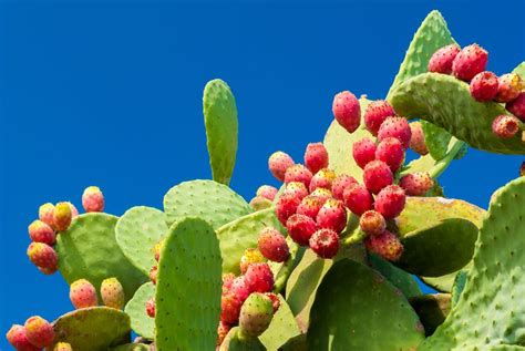 nopal-prickly-pear-cactus-nutrition-facts-and-health image