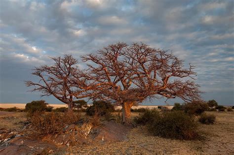marula-fruit-all-you-need-to-know-about-africas image