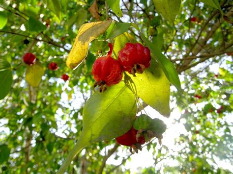 forum-jamjelly-from-brazilian-cherry-daleys-fruit image