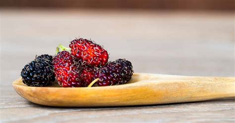 mulberry-fruit-nutrition-facts-and-health-benefits image
