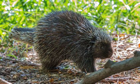 north-american-porcupine-smithsonians-national-zoo image