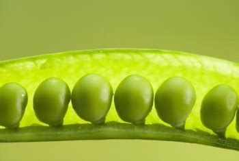 varieties-of-snap-peas-home-guides-sf-gate image